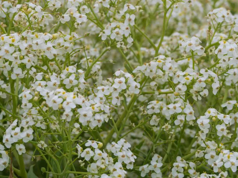 crambe-abyssinica